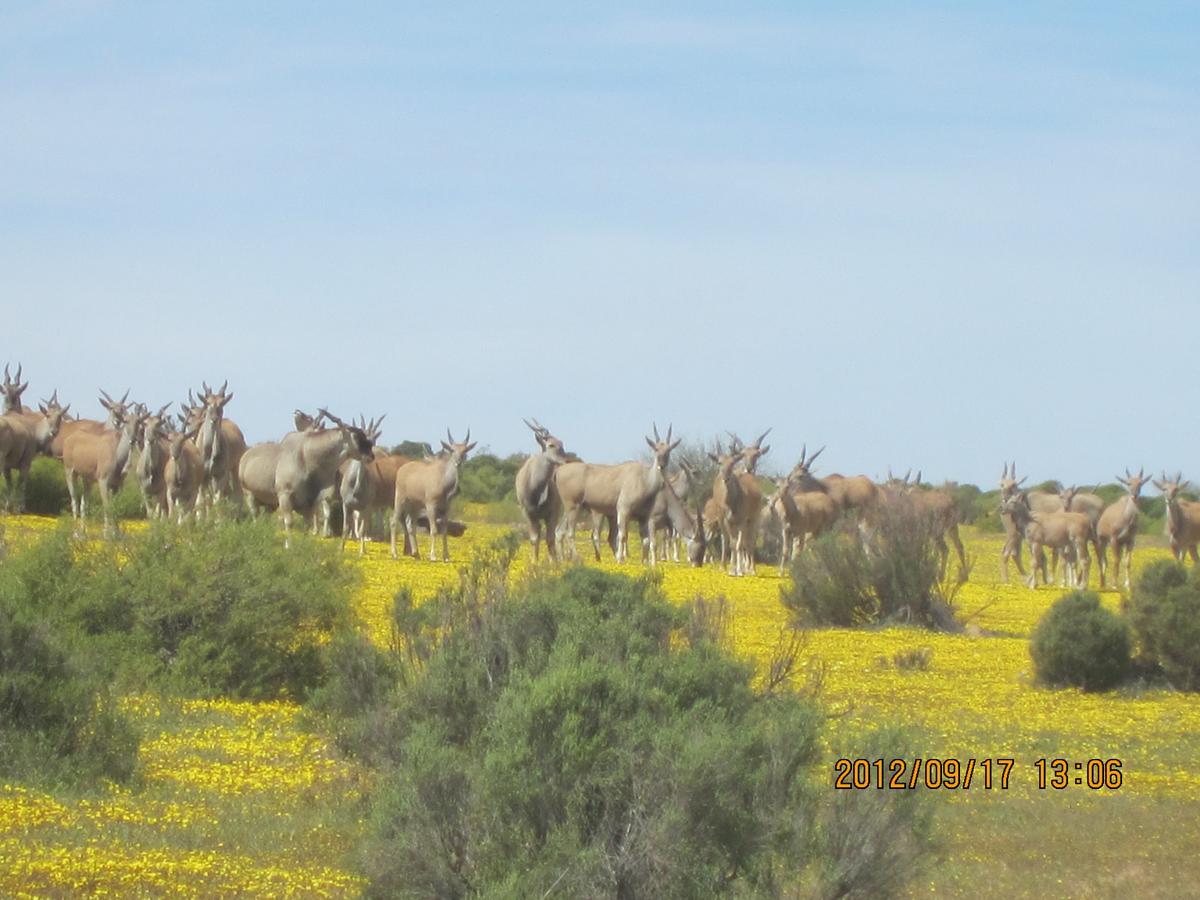 Traveller'S Rest Clanwilliam Exterior foto